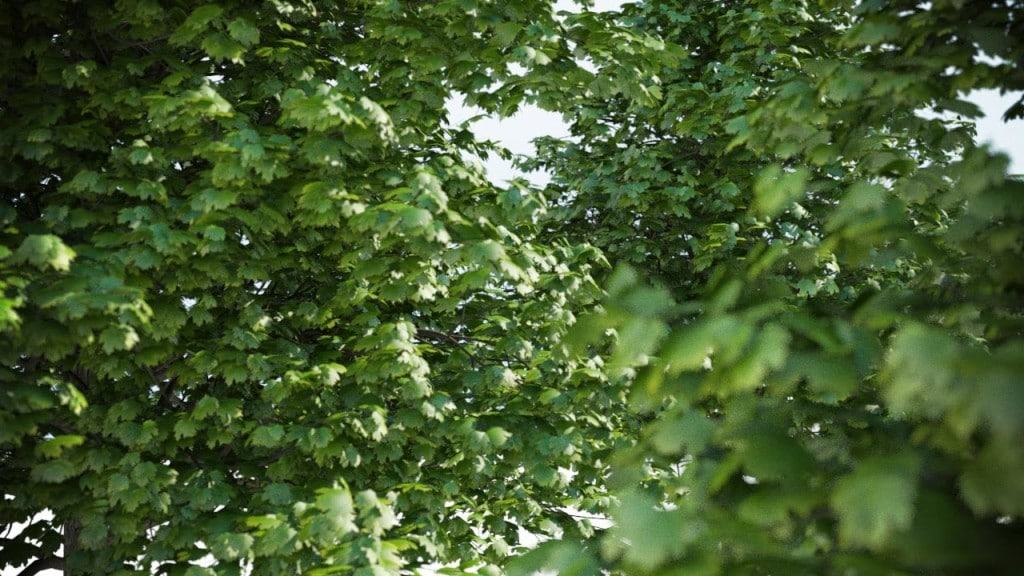 Acer_4_Trees_shared_v3-1024x576