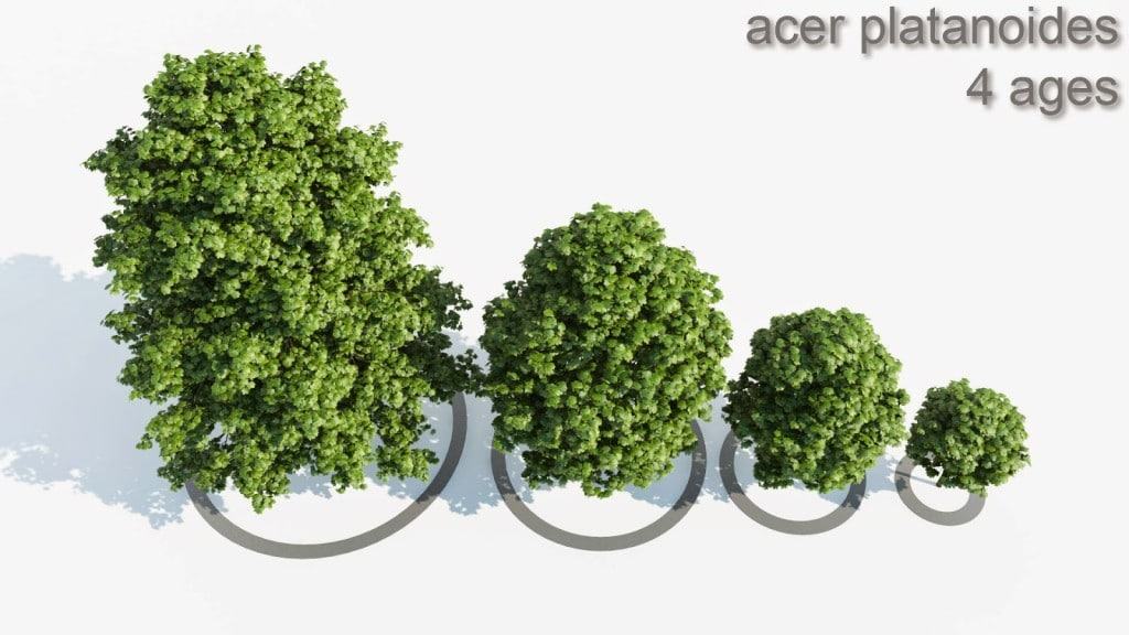 Acer_4_Trees_shared_v4-1024x576