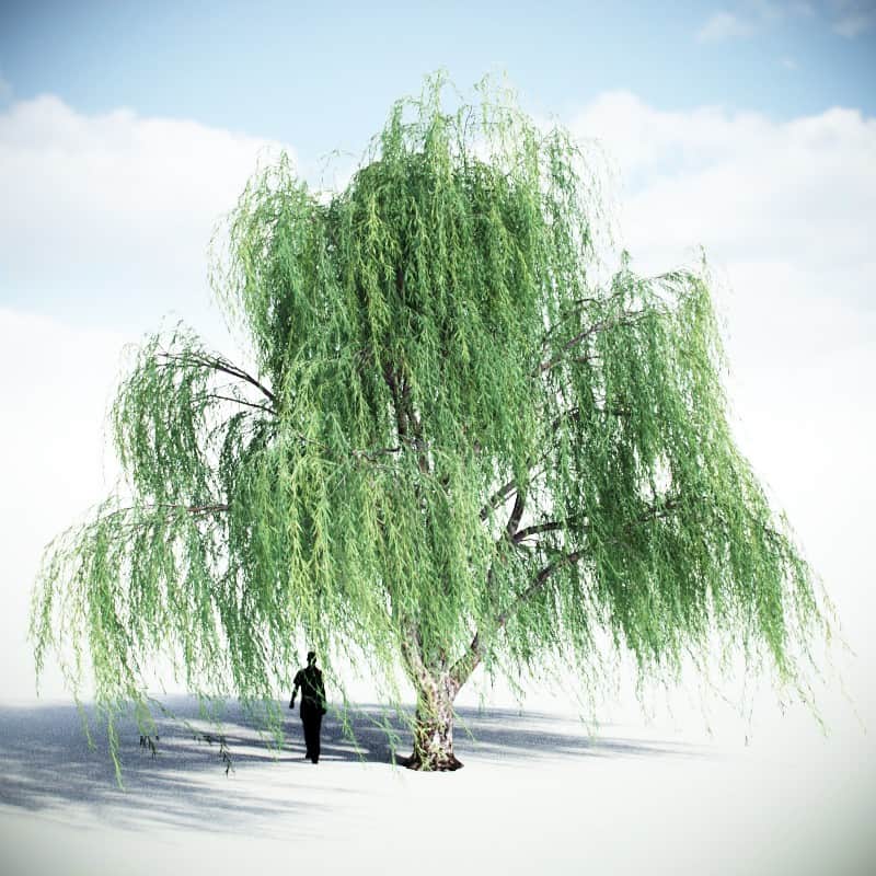 Weeping Willow V2 Vizpark, Will Weeping Willow Grow In Shader