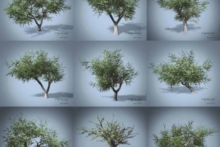Olive Trees Mereces Arch Viz 3d Visualization Studio