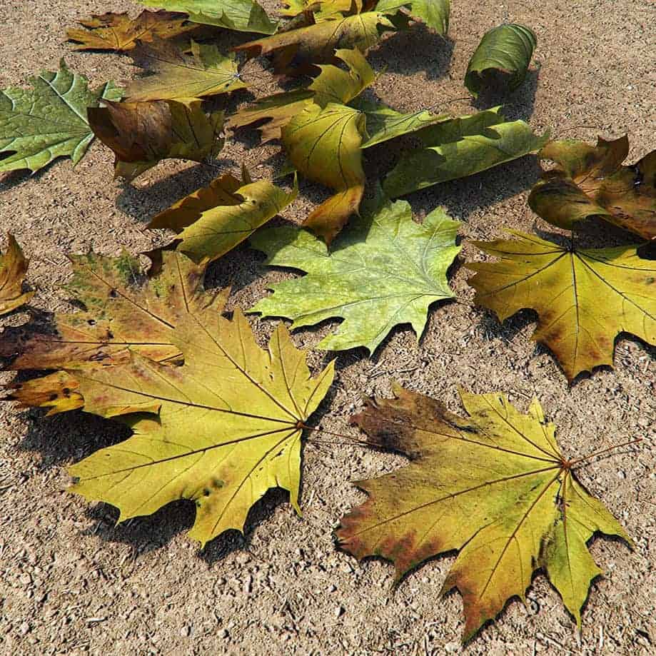 site_leafs_pack_render Merêces Arch-Viz – 3D Visualization Studio