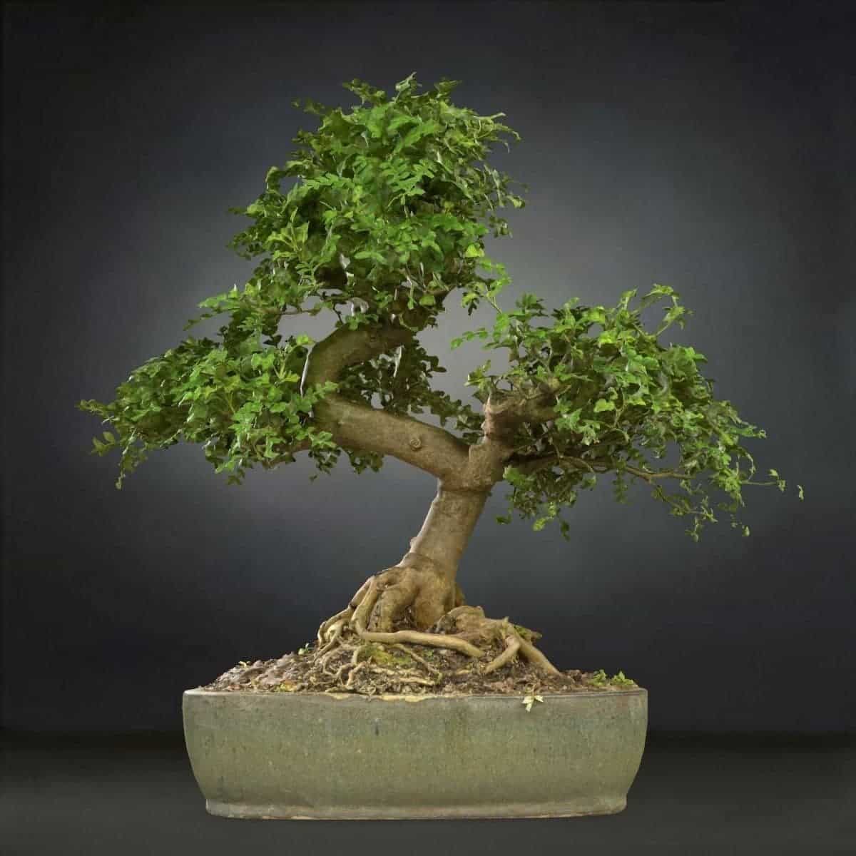 Bonsai Tree 3d Model Free