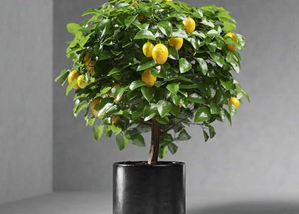 Free-3D-Model-Lemon-Tree