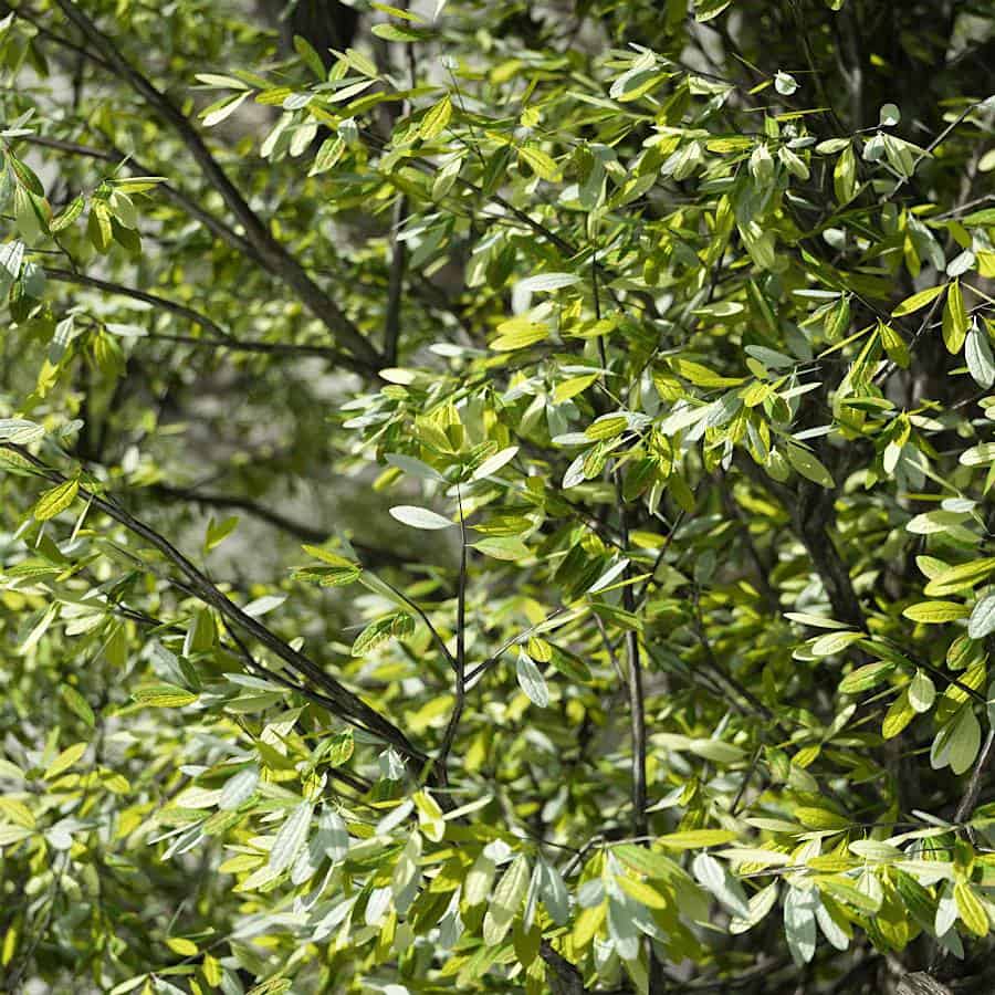 Free 3D model tree | CGMood