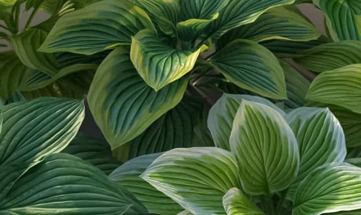 Free 3d models – Hosta | 3dmentor