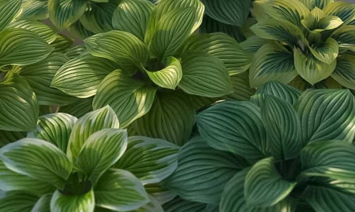 Free 3d models – Hosta | 3dmentor