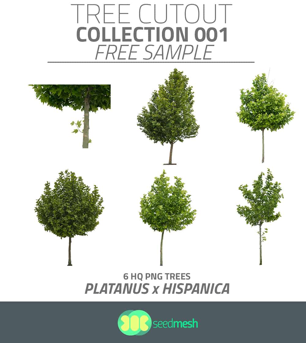 Free-pack-PNG-Platanus-Hispanica