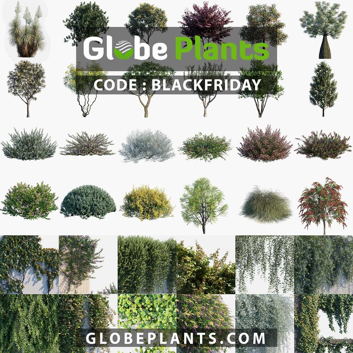 Blackfriday-Global Plants