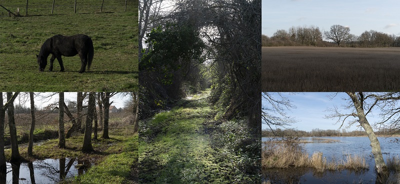 Free reference pack - Marshlands 8K | Barthelemy Aupetit