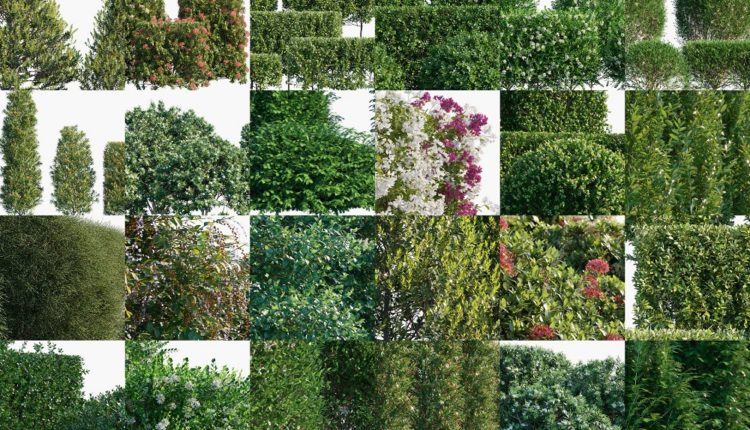 Bundle 07 – Ornamental Plants & Hedges 4