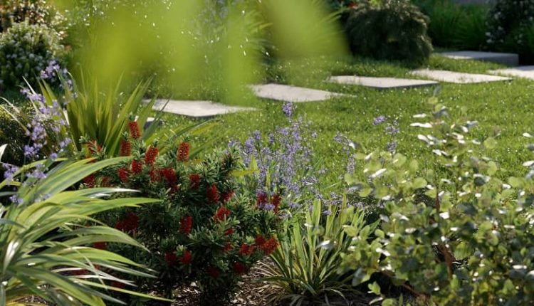 globe-plants-3d-plant-model-bundle-24-australian-home-garden-03-img-2-min