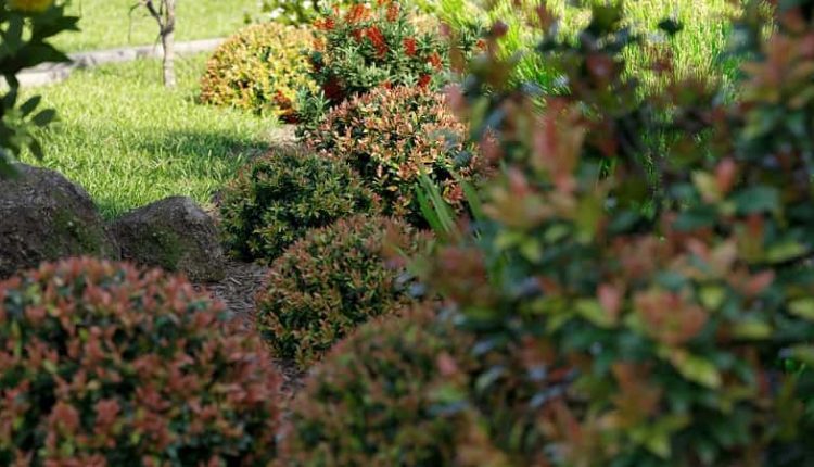 globe-plants-3d-plant-model-bundle-24-australian-home-garden-03-img-5-min