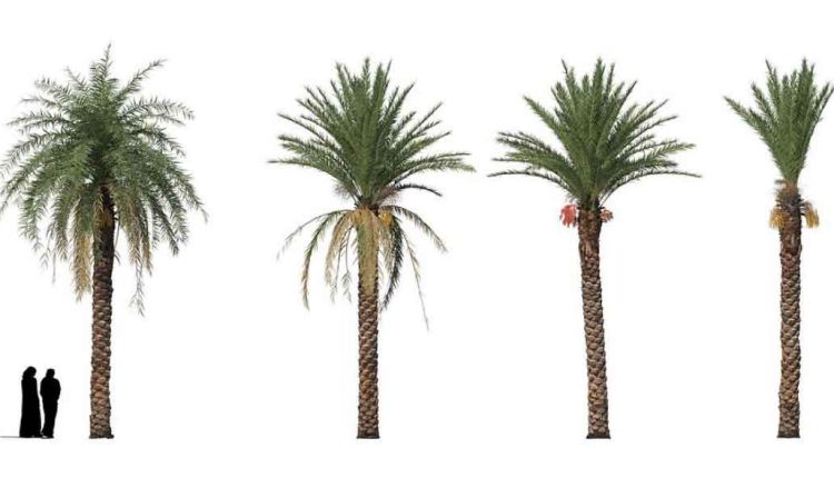 Hyper-realistic-Phoenix-Dactylifera-Palm-Tree-