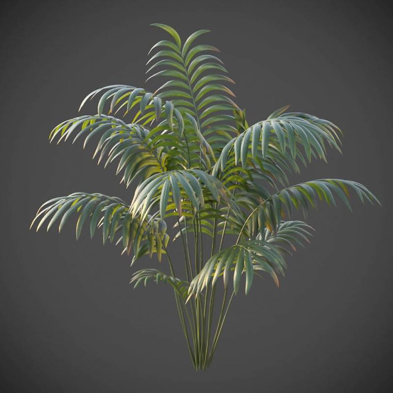 xfrogplants-hoewa-forsteriana-3d-model-animated-max-obj-fbx-blend-GrowFX