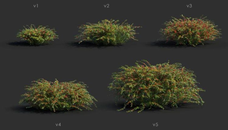 Bearberry Cotoneaster horizontalis animated 3D model 2