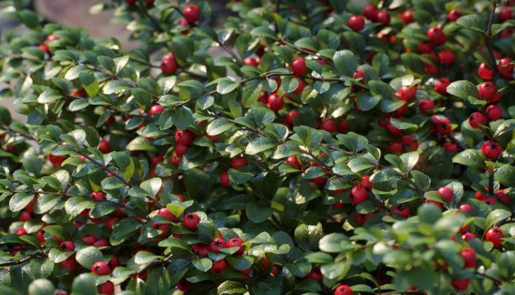 Bearberry Cotoneaster horizontalis animated 3D model 4