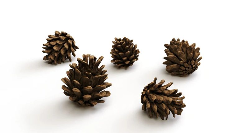 Pine_Cone_Set_Preview_01_3aae1fe