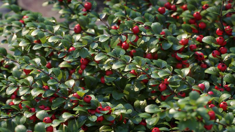 Bearberry Cotoneaster 'dammeri' 3D models - 3dsmax (V-Ray & Corona)